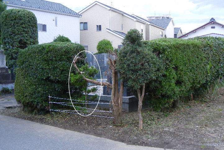 202007 hedge trimming